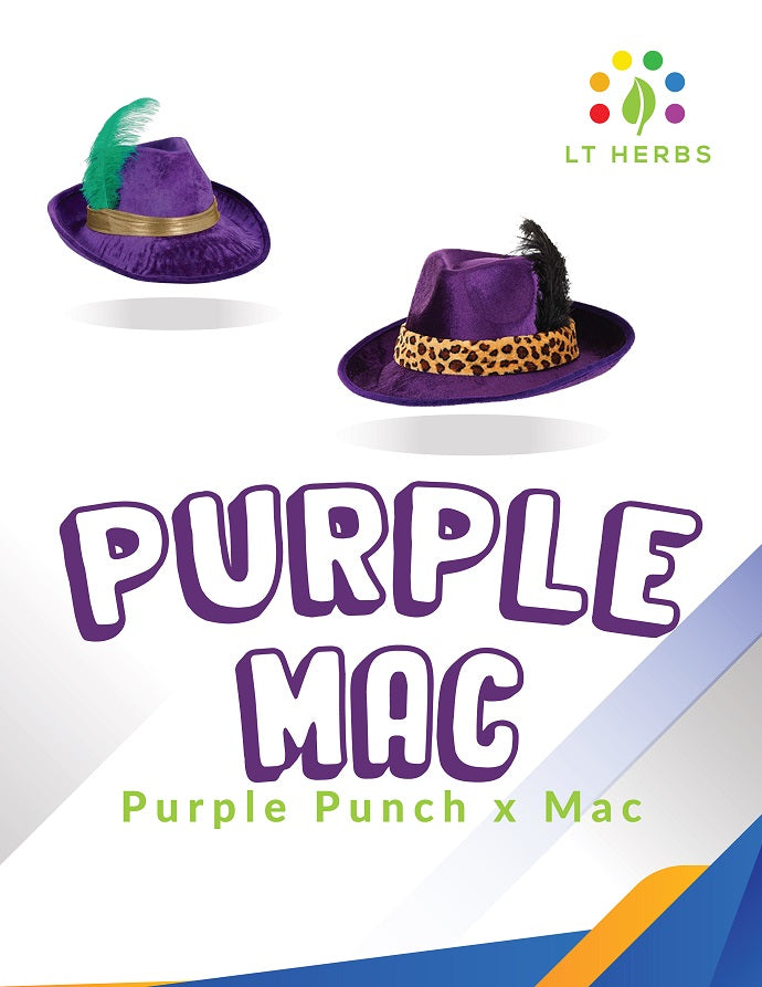 Purple Mac